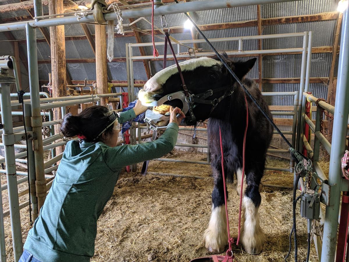 The Ups and Downs of Spring Lodi Veterinary Hospital