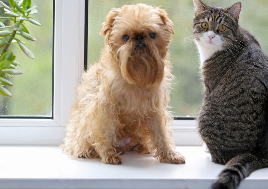 Neutering/Castration of dogs and cats in [dm-citystate]